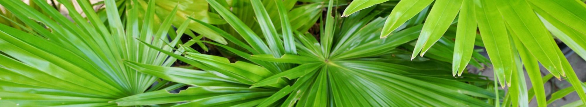 Saw Palmetto